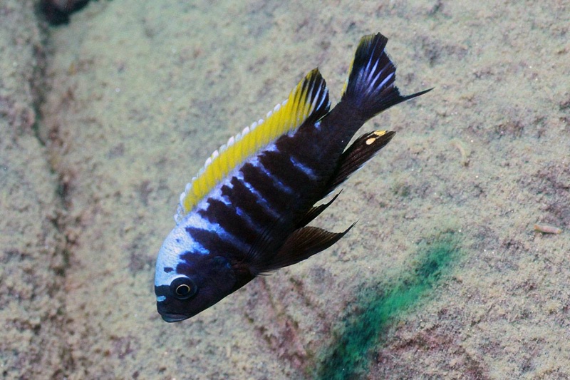 Cynotilapia aurifrons 'Nkhata Bay'